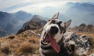 Hund i et bjerglandskab